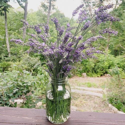 Lavender Lemonade Concentrate